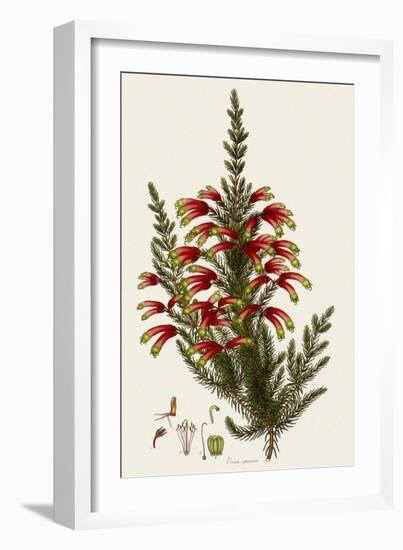 South African Heath, Erica Speciosa-Henry Andrews-Framed Giclee Print