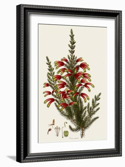 South African Heath, Erica Speciosa-Henry Andrews-Framed Giclee Print