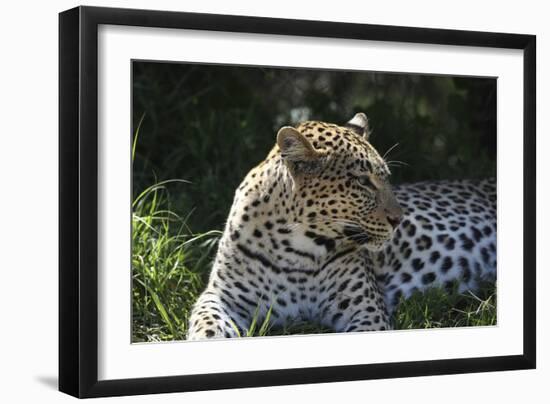 South African Leopard 001-Bob Langrish-Framed Photographic Print