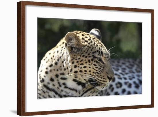 South African Leopard 007-Bob Langrish-Framed Photographic Print