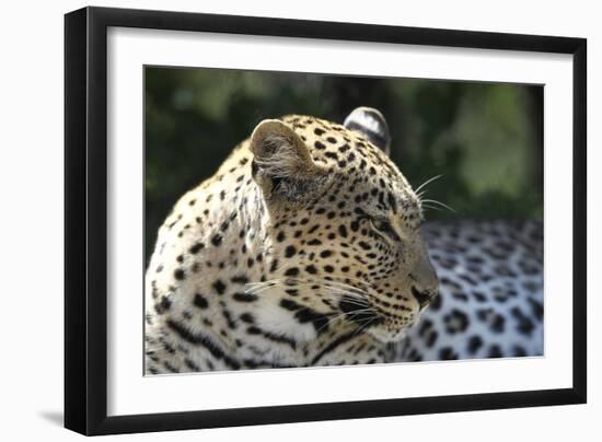 South African Leopard 007-Bob Langrish-Framed Photographic Print