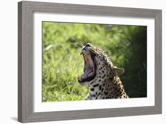 South African Leopard 009-Bob Langrish-Framed Photographic Print