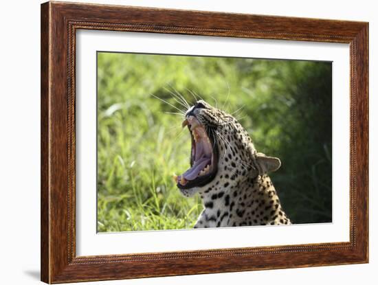 South African Leopard 009-Bob Langrish-Framed Photographic Print