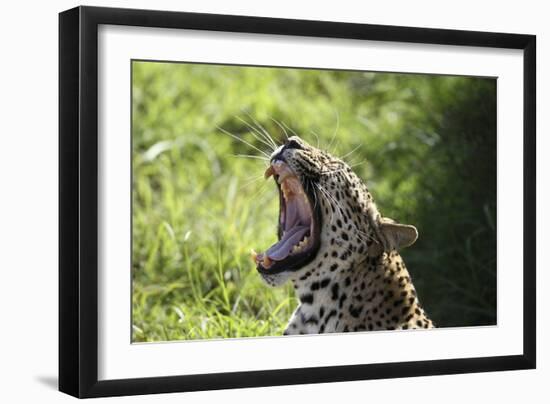 South African Leopard 009-Bob Langrish-Framed Photographic Print