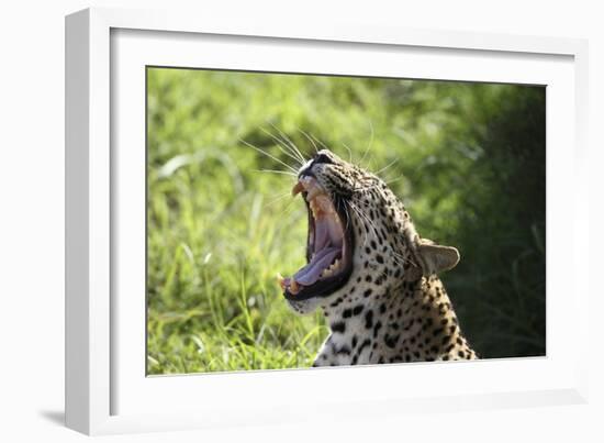 South African Leopard 009-Bob Langrish-Framed Photographic Print