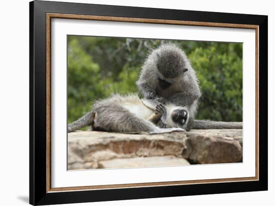 South African Vervet Monkey 006-Bob Langrish-Framed Photographic Print