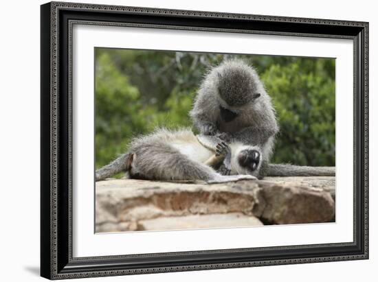 South African Vervet Monkey 006-Bob Langrish-Framed Photographic Print