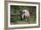 South African White Rhinoceros 011-Bob Langrish-Framed Photographic Print