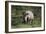 South African White Rhinoceros 011-Bob Langrish-Framed Photographic Print