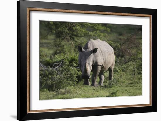 South African White Rhinoceros 011-Bob Langrish-Framed Photographic Print