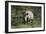 South African White Rhinoceros 011-Bob Langrish-Framed Photographic Print