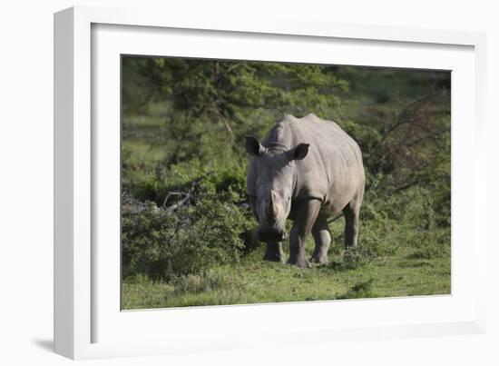 South African White Rhinoceros 011-Bob Langrish-Framed Photographic Print