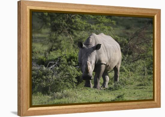 South African White Rhinoceros 011-Bob Langrish-Framed Premier Image Canvas