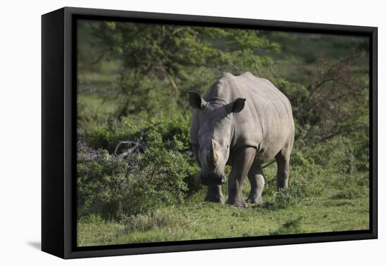 South African White Rhinoceros 011-Bob Langrish-Framed Premier Image Canvas