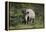 South African White Rhinoceros 011-Bob Langrish-Framed Premier Image Canvas