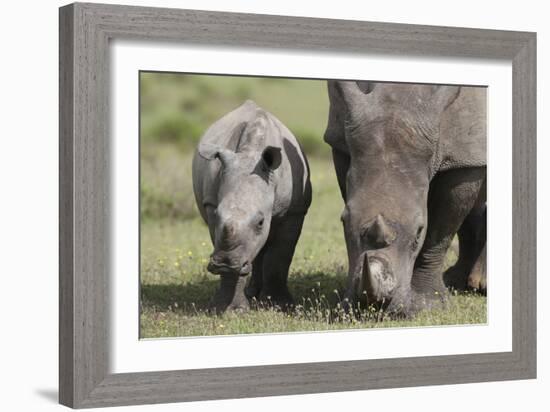 South African White Rhinoceros 014-Bob Langrish-Framed Photographic Print