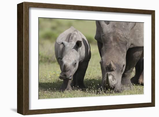 South African White Rhinoceros 014-Bob Langrish-Framed Photographic Print