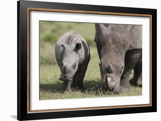 South African White Rhinoceros 014-Bob Langrish-Framed Photographic Print