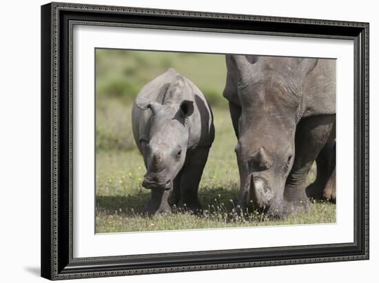 South African White Rhinoceros 014-Bob Langrish-Framed Photographic Print