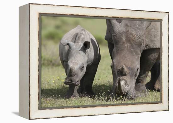 South African White Rhinoceros 014-Bob Langrish-Framed Premier Image Canvas