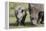 South African White Rhinoceros 014-Bob Langrish-Framed Premier Image Canvas