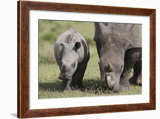 South African White Rhinoceros 014-Bob Langrish-Framed Photographic Print