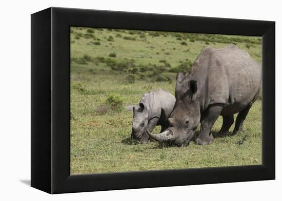 South African White Rhinoceros 016-Bob Langrish-Framed Premier Image Canvas