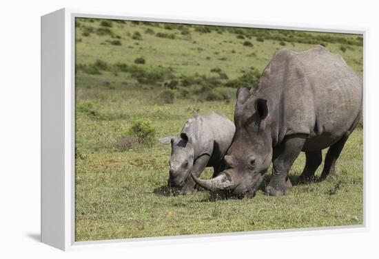 South African White Rhinoceros 016-Bob Langrish-Framed Premier Image Canvas