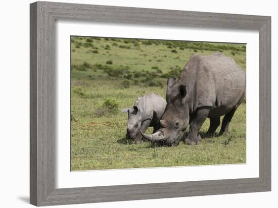 South African White Rhinoceros 016-Bob Langrish-Framed Photographic Print