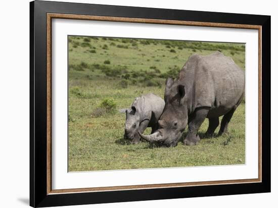 South African White Rhinoceros 016-Bob Langrish-Framed Photographic Print