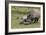 South African White Rhinoceros 016-Bob Langrish-Framed Photographic Print