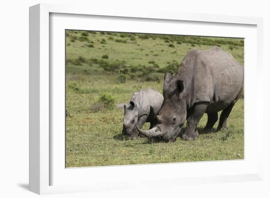 South African White Rhinoceros 016-Bob Langrish-Framed Photographic Print