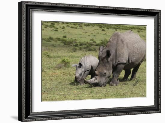 South African White Rhinoceros 016-Bob Langrish-Framed Photographic Print