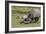 South African White Rhinoceros 016-Bob Langrish-Framed Photographic Print