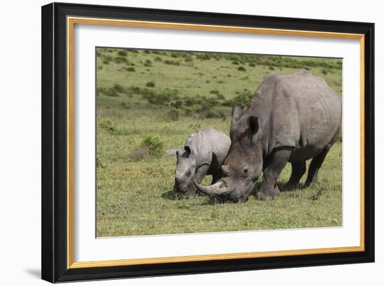 South African White Rhinoceros 016-Bob Langrish-Framed Photographic Print