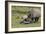 South African White Rhinoceros 016-Bob Langrish-Framed Photographic Print