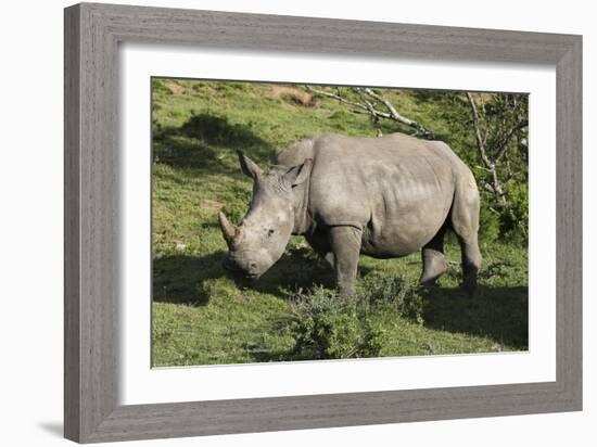 South African White Rhinoceros 022-Bob Langrish-Framed Photographic Print