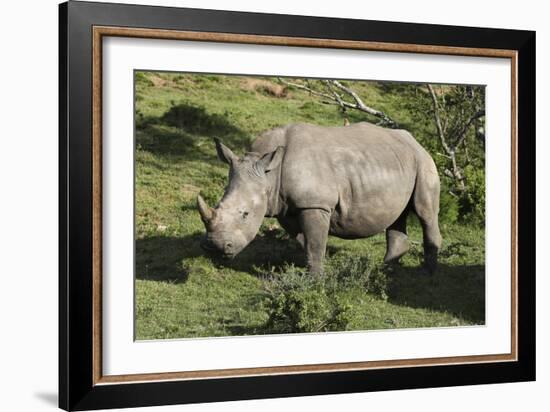 South African White Rhinoceros 022-Bob Langrish-Framed Photographic Print