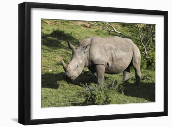 South African White Rhinoceros 022-Bob Langrish-Framed Photographic Print