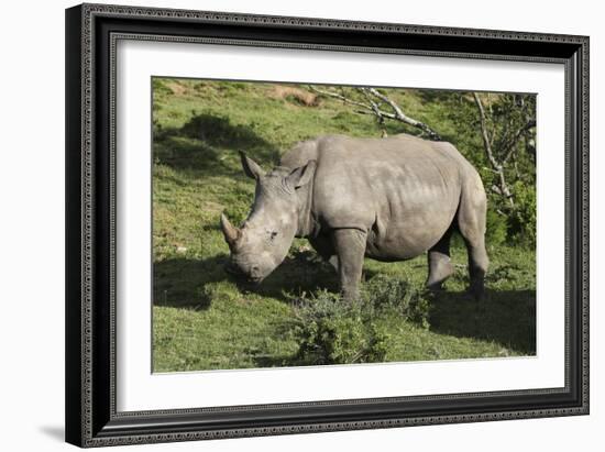 South African White Rhinoceros 022-Bob Langrish-Framed Photographic Print