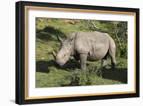 South African White Rhinoceros 022-Bob Langrish-Framed Photographic Print