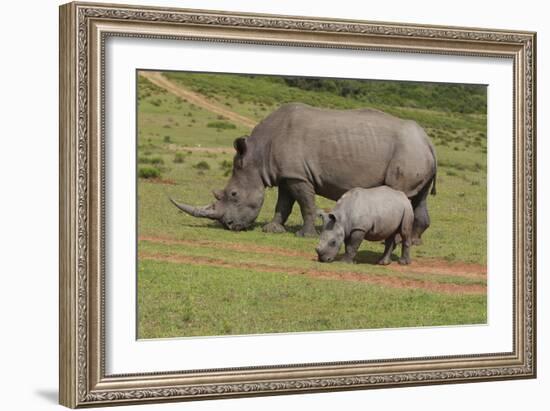 South African White Rhinoceros 028-Bob Langrish-Framed Photographic Print