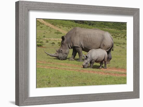 South African White Rhinoceros 028-Bob Langrish-Framed Photographic Print