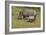 South African White Rhinoceros 028-Bob Langrish-Framed Photographic Print