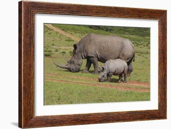 South African White Rhinoceros 028-Bob Langrish-Framed Photographic Print