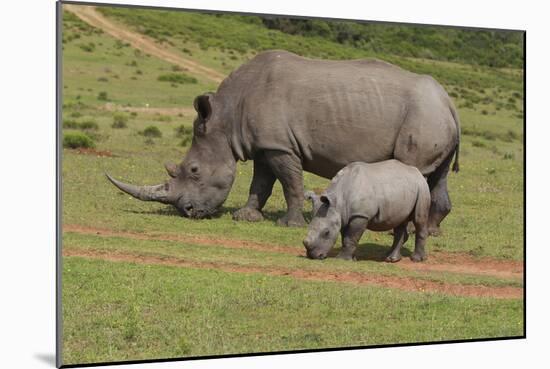 South African White Rhinoceros 028-Bob Langrish-Mounted Photographic Print