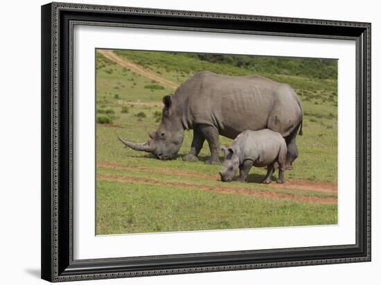 South African White Rhinoceros 028-Bob Langrish-Framed Photographic Print