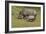 South African White Rhinoceros 028-Bob Langrish-Framed Photographic Print