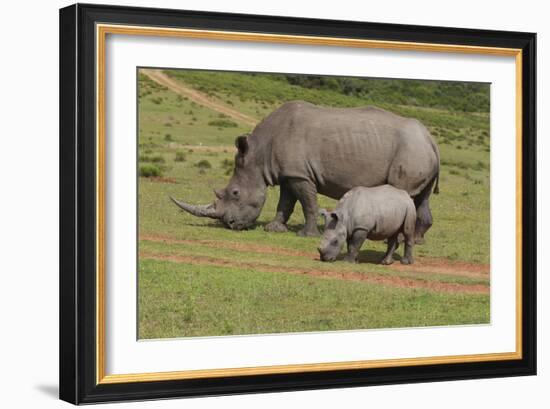 South African White Rhinoceros 028-Bob Langrish-Framed Photographic Print