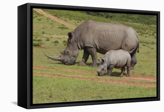 South African White Rhinoceros 028-Bob Langrish-Framed Premier Image Canvas